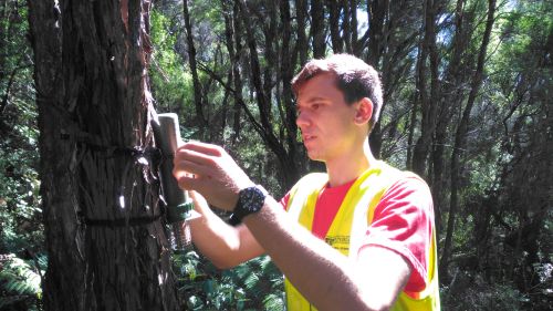 Roald Bomans of Victoria University affixing an acoustic recorder to a tree to monitor bird song before and after aerial 1080 treatment