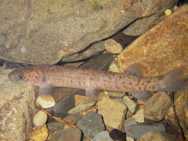 Koaro (native fish) seen in this night-time photograph in the clear waters of the Turere Stream