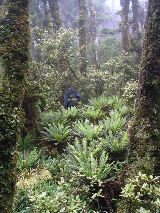 A hunter is seen here in typical terrain in the Rimutaka Forest Park
