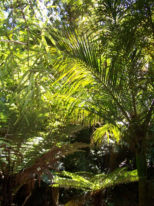 Lancewood and Nikau Palms along the Orongorongo Track