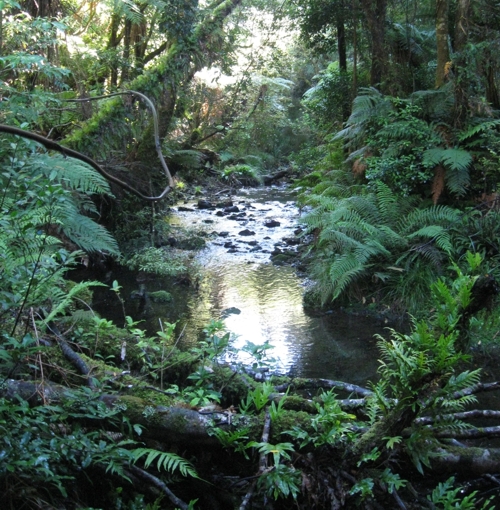 Freshwater stream set in beautiful native forest