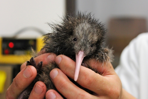Kiwi chick currently designated RFP48 being held by staff member at Pukaha Mt Bruce hatchery