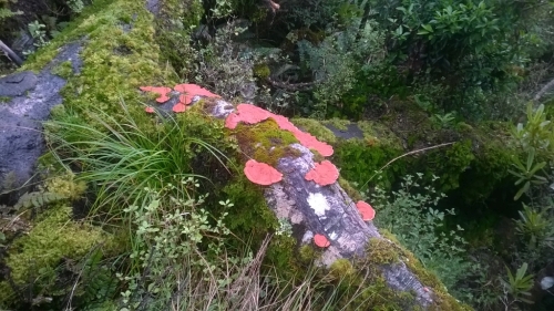 Fungi reclaiming nutrients from a fallen forest giant...