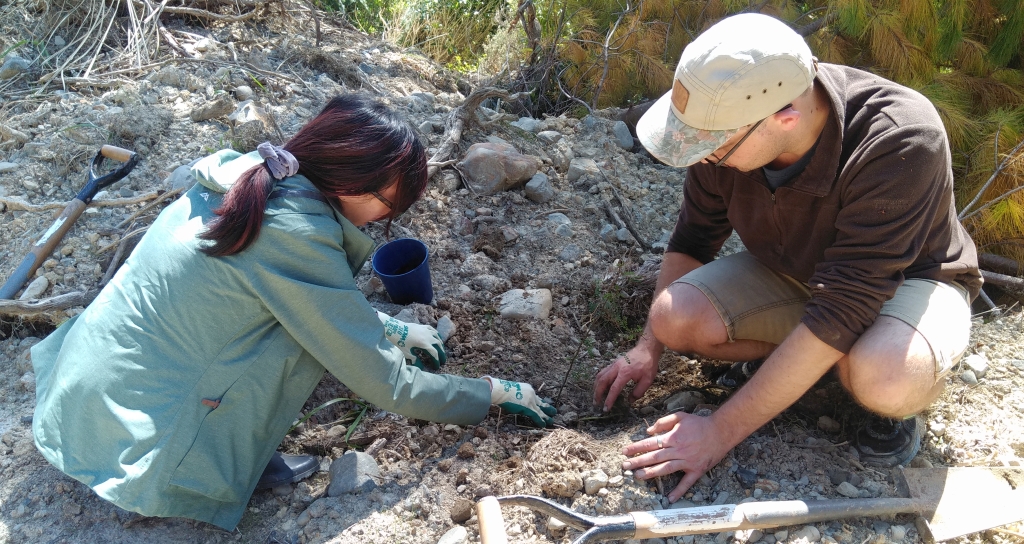 Pair of volunteers planting a kowhai seedling to replace the wilding pines removed from the site