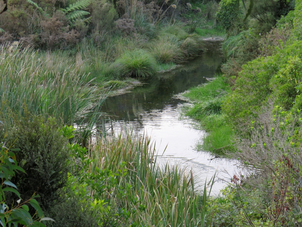 Image of the wetlands area we are about to restore.