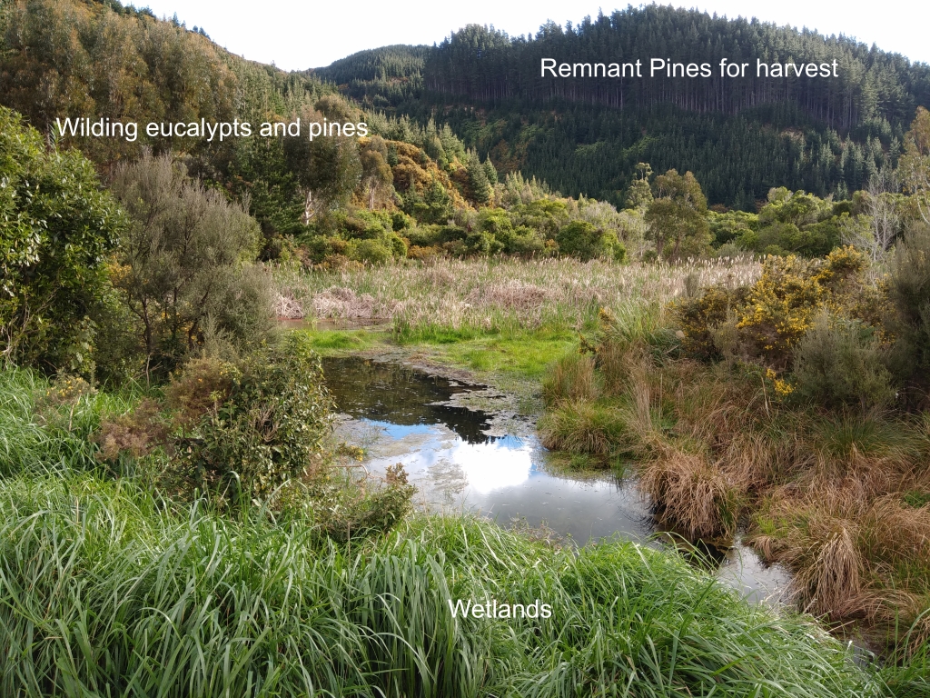 Annotated photo of wetlands with wilding pines in the background