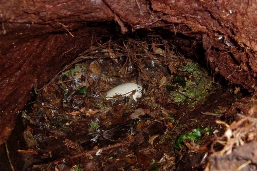 Manaia's egg is seen here in her burrow before removal for incubation at Mt Bruce