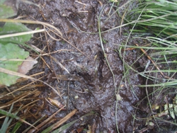 This kiwi wasn't wearing his gumboots. Look closely at this mud puddle and you will see some distinctive kiwi tracks.