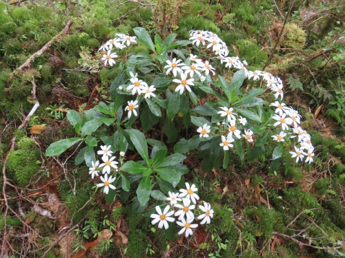 Rare tree daisy in flower (Kirk's Tree Daisy) on the forest floor in the Remutaka Ranges